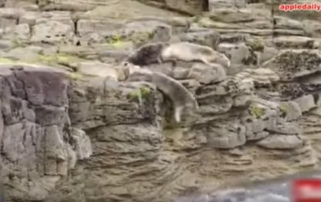 痛心！被遊客驚嚇 英國海豹群體大逃亡 跳崖撞石（視頻）