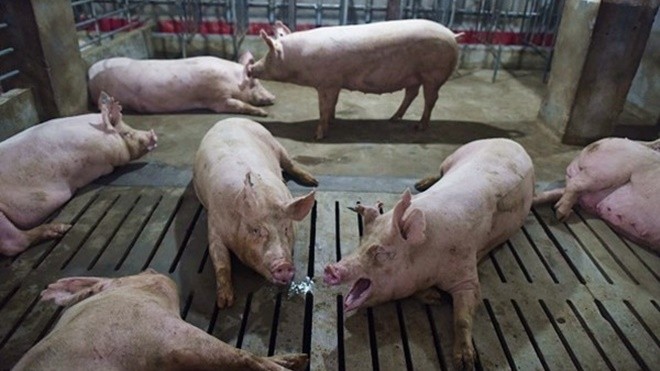 陸專家：非洲豬瘟肆虐大半中國 當局嚴禁洩密