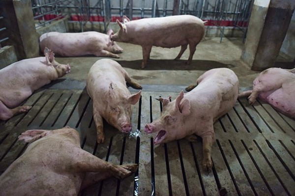 「非洲豬瘟」持續蔓延 中國豬肉進口量激增