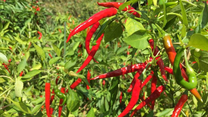 NASA擬在太空種辣椒 它將是第一個結果植物