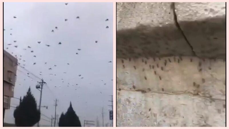 瘆人！湖北烏鴉滿天飛 北京湧現越冬蚊(視頻)