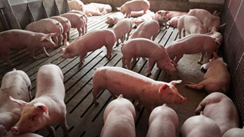 中國豬農隱瞞非洲豬瘟  疫情已擴散