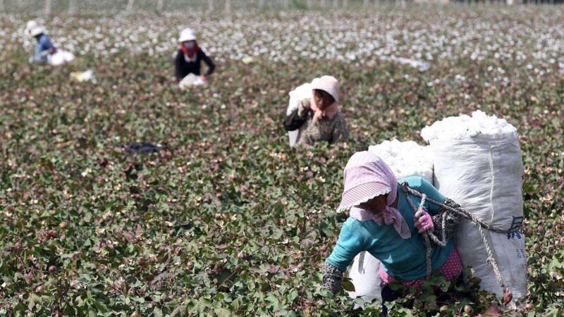 禁止進口新疆棉花番茄 華府推遲宣布禁令