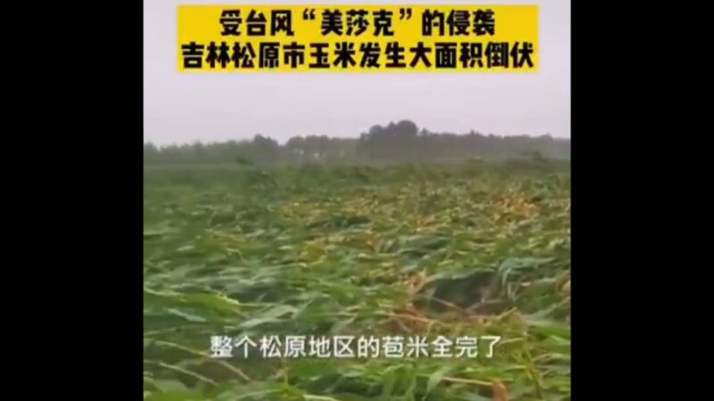颱風再襲東北 產糧區玉米大面積倒伏(視頻)
