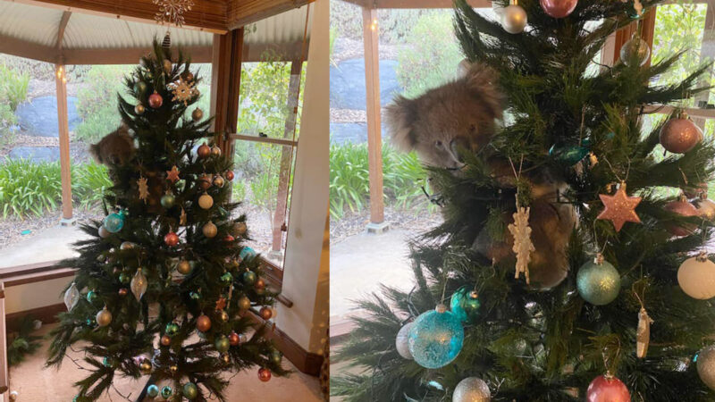 圣诞节礼物：圣诞树上发现野生考拉 独特的圣诞歌
