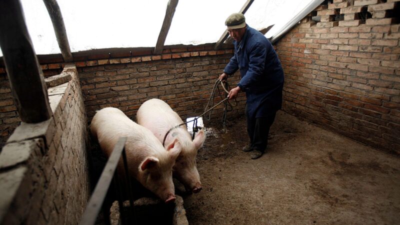 大陆官员：非洲猪瘟出现变种 防控形势很复杂