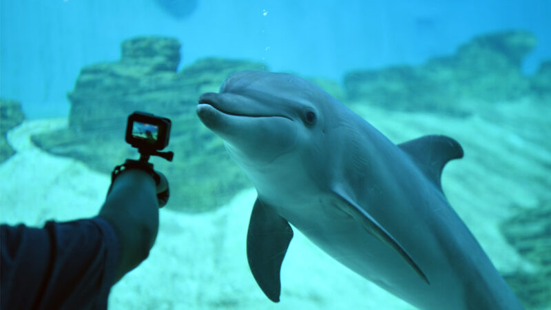 速度超海豚 荷蘭公司推出水下豪華「跑車」