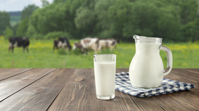 有机牛奶与普通牛奶差别在哪里？