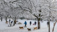 纽约本季首场大雪 中央公园变身冬日仙境