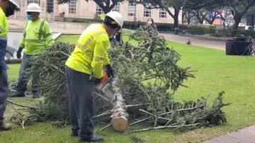 休斯顿市府前圣诞树移除送回收
