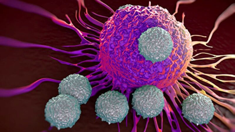 研究：普通感冒产生的T细胞可防COVID-19
