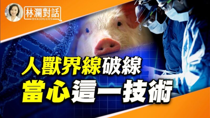 【林瀾對話】專訪林曉旭：首例「豬心」入人體，「人源化」豬隻或將出現？