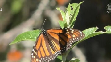 南加再建蝴蝶公園 挽救數量驟減的帝王蝶