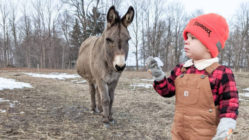 3歲加拿大農場小男孩與驢子的緣分 太可愛