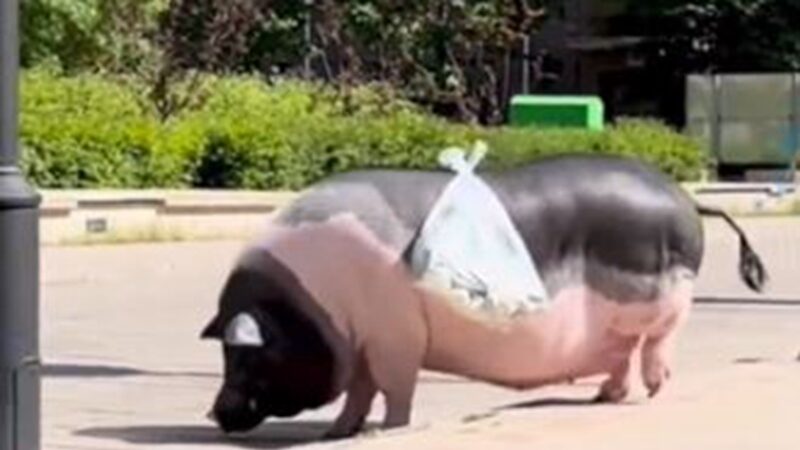 辽宁3斤宠物猪长到400斤 女主人用它驮菜（视频）