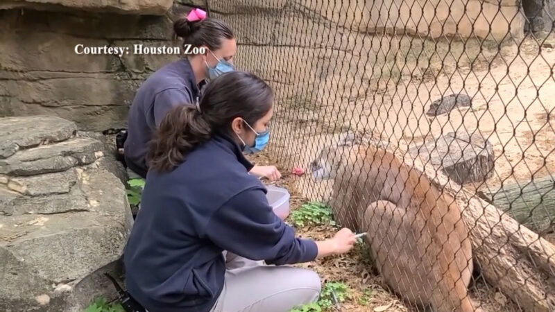 休斯頓動物園近百隻動物接種COVID-19疫苗