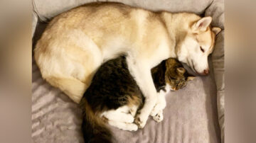 西伯利亞雪橇犬幫助瀕死小貓 成為最好朋友
