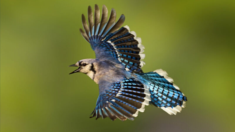組圖：美國攝影師用心捕捉飛行中的冠藍鴉