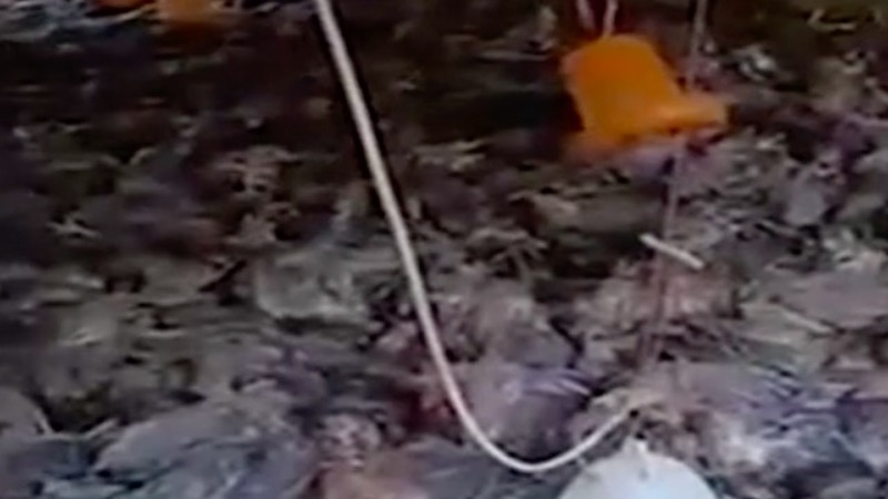 广东英德洪灾 养殖户上万只鸡全部淹死（视频）