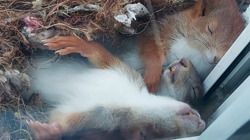 组图：摄影师幸运拍到松鼠“午睡全家福”