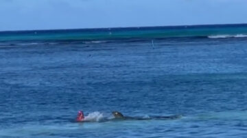 夏威夷遊客遭僧海豹攻擊 臉部手背撕裂傷