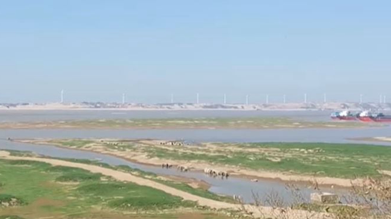 高溫乾旱 中國最大淡水湖「瘦」成河 洞庭湖變草場