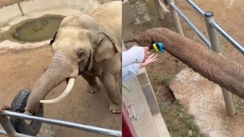 小朋友鞋子掉了 大象用鼻子捡起送还超惊喜（视频）