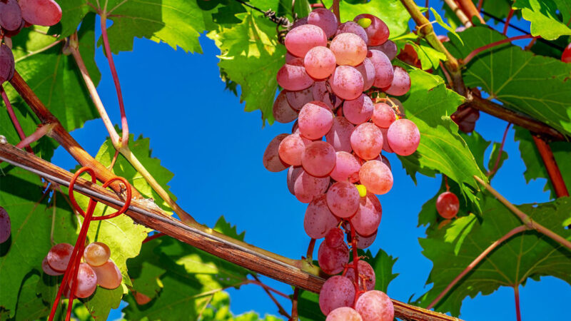 長壽水果？ 新研究發現吃葡萄可增壽