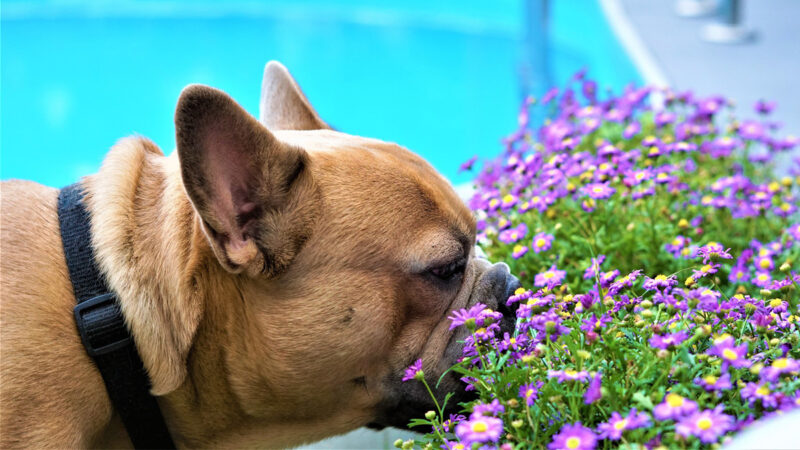 研究：压力有气味 狗狗可以嗅出来
