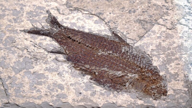 最古老魚類心臟化石被發現  距今3.8億年