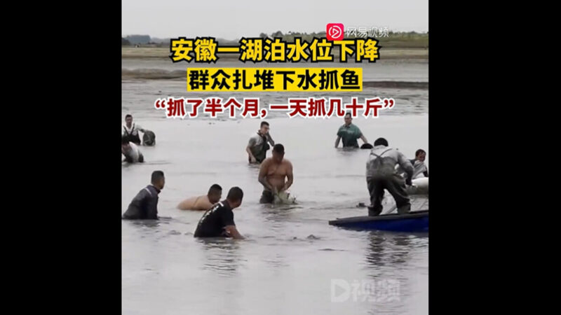 江西大旱危及江豚 安徽湖水下降引萬人撈魚