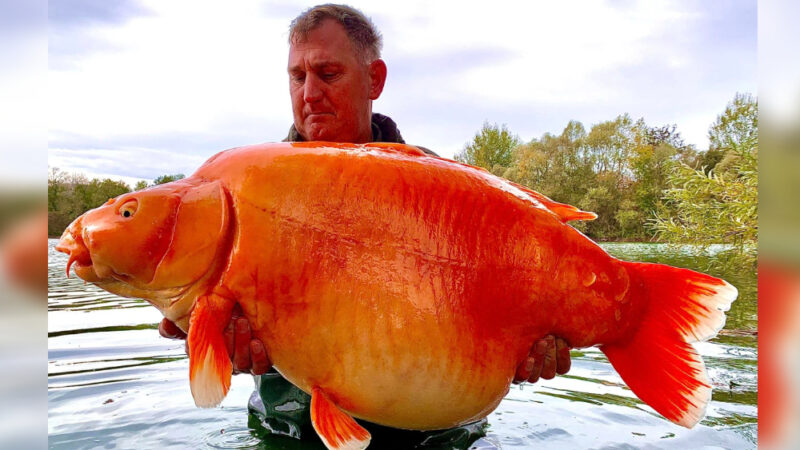 英男釣到巨無霸金魚 重30公斤可望破世界紀錄