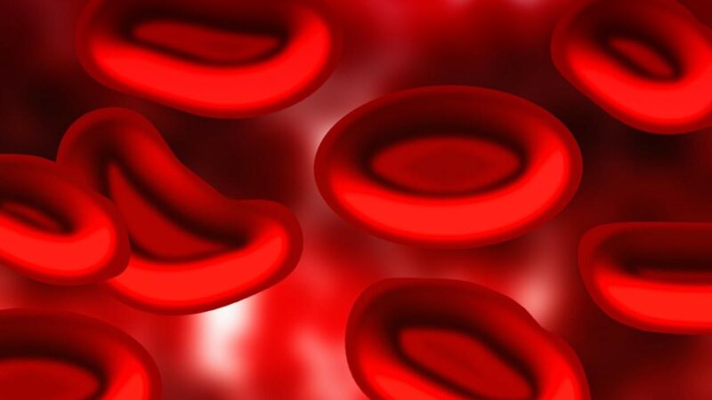 世界首例 实验室培育的红细胞被输入人体