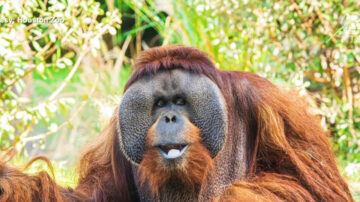 休斯顿动物园红毛猩猩45岁 北美最年长