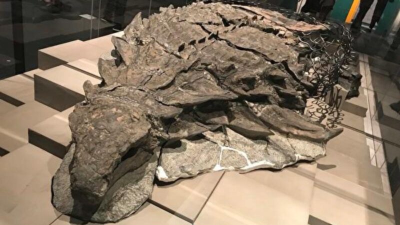 考古學家從化石中發現一張完整的恐龍臉