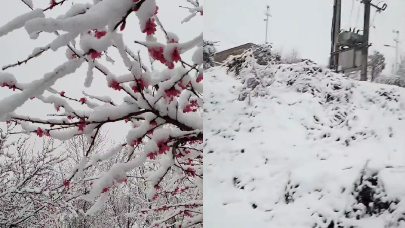 河南三月突現「雷打雪」凶兆 農民損失慘重（視頻）