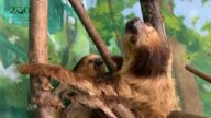 輕鬆一刻： 麻省動物園喜添丁 毛絨絨小樹懶初露面