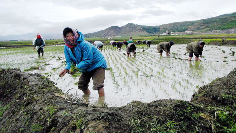 口粮无保障 数十万朝鲜士兵投入农业劳作