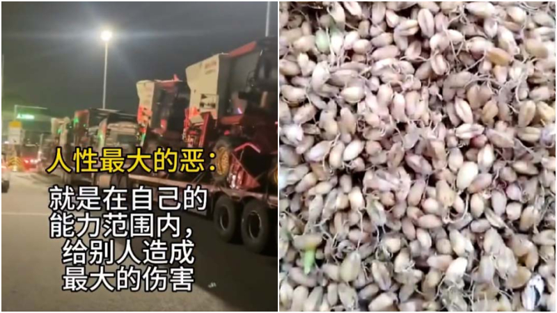 传河南收割机被堵高速 耽误麦收致麦粒发芽(视频)