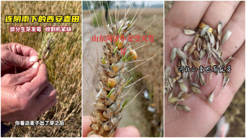 麥收時節陰雨連連 中國多省小麥發芽減產（視頻）