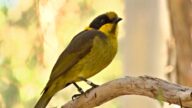 瀕危小鳥獲復興 回歸澳洲山林展魅力