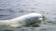 從挪威游到瑞典 俄間諜白鯨「改邪歸正」