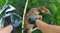 輕鬆一刻：母鹿虎視眈眈 警用利器秒救小鹿