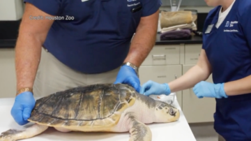 休斯頓動物園幫助流浪海龜重返墨西哥灣