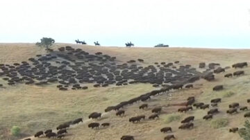 全美唯一 南达科他州年度野牛节开跑