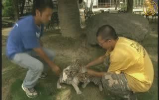 日本動物園3只小白虎惹人寵愛