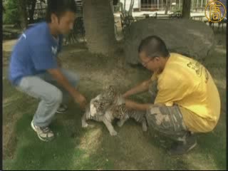 日本動物園3只小白虎惹人寵愛