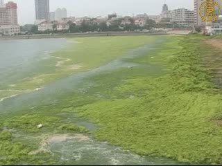 奧運帆船賽場海藻成災 清理艱難