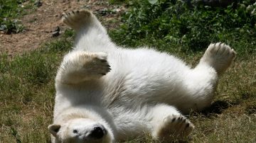 馬裡蘭動物園的北極熊Anoki首次亮相