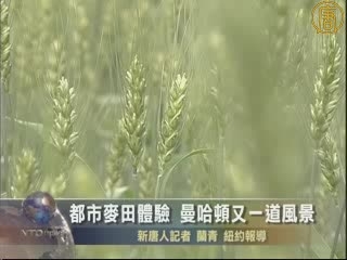 都市麥田體驗 曼哈頓又一道風景